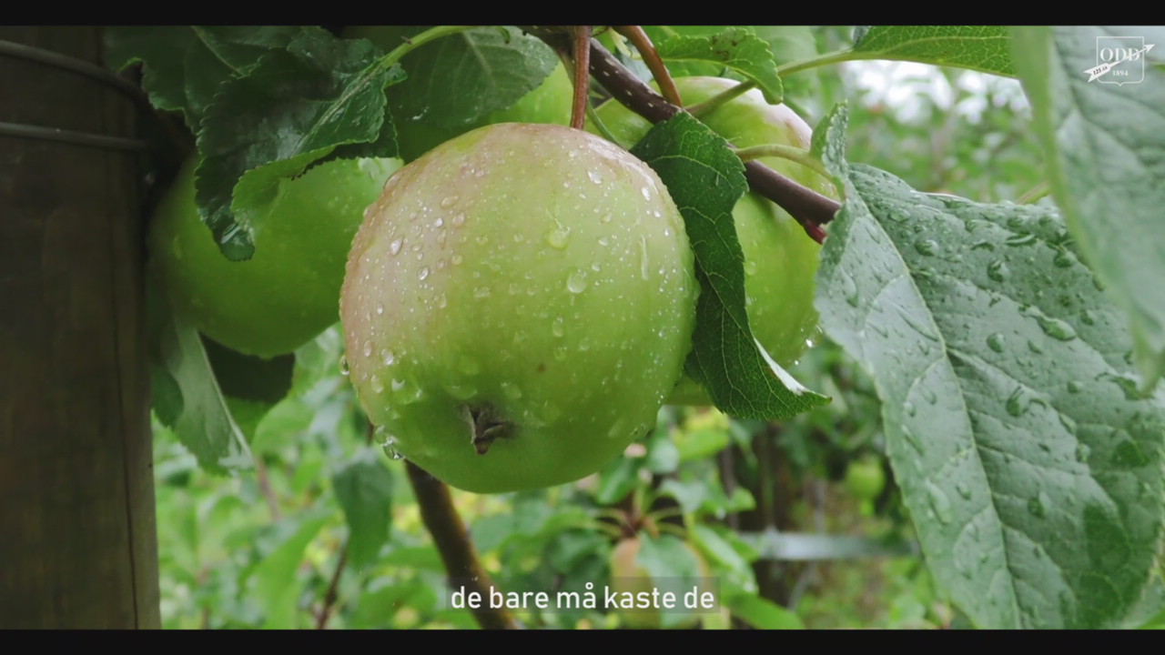Vi ønsker dine epler